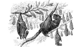 An illustration of bats hanging from tree branches.